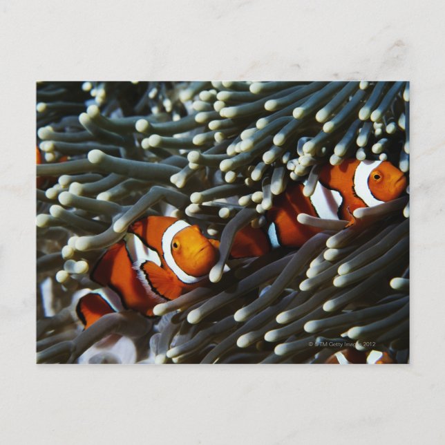 Papua Neue Guinea, zwei falsche Clownanemonefische Postkarte (Vorderseite)