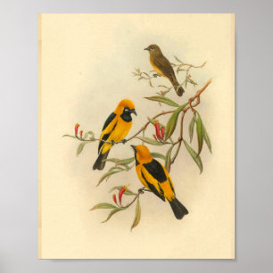 Papuan Yellow Flycatcher Bird Vintag Print Poster