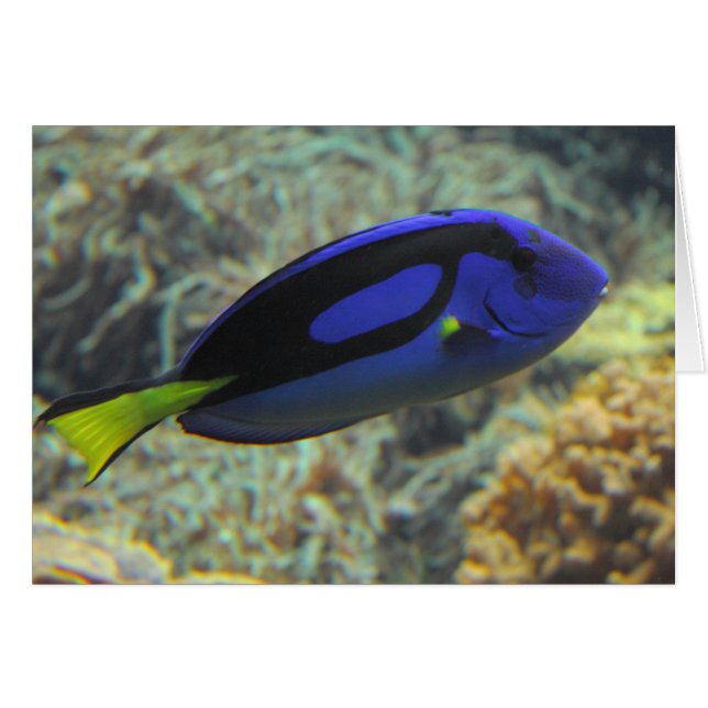 Paracanthurus hepatus (Vorderseite (Horizontal))