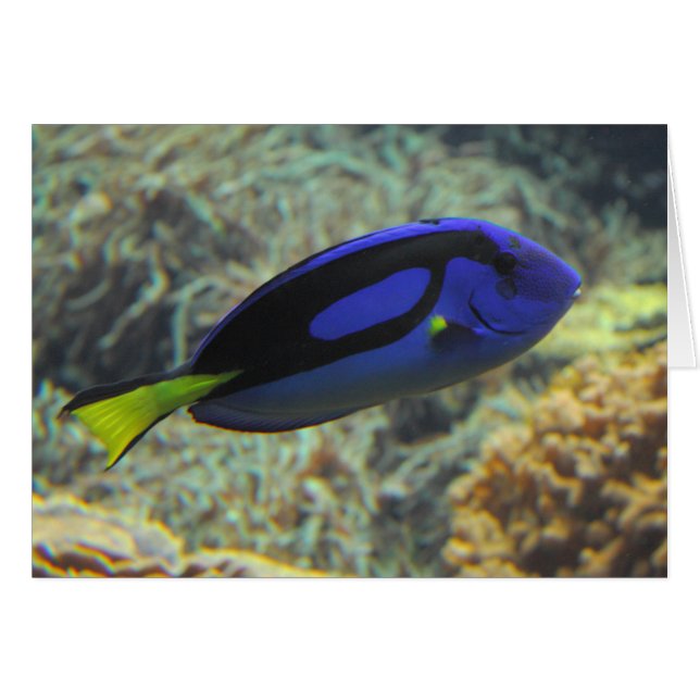 Paracanthurus hepatus (Vorderseite (Horizontal))