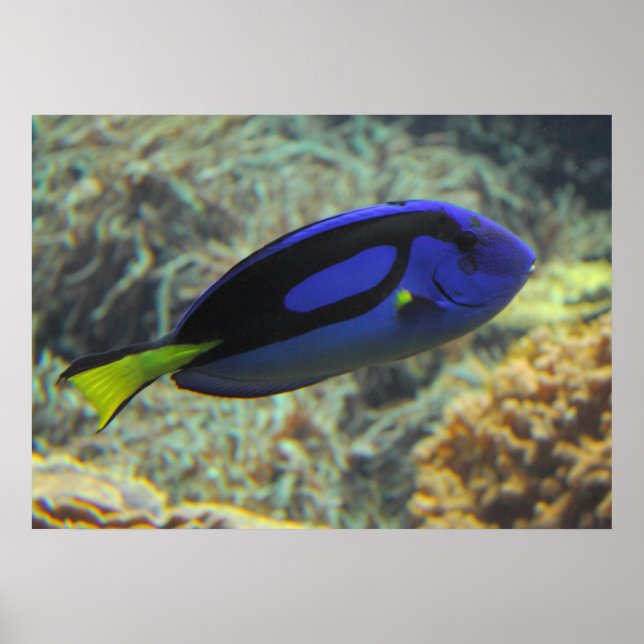 Paracanthurus hepatus poster (Vorne)