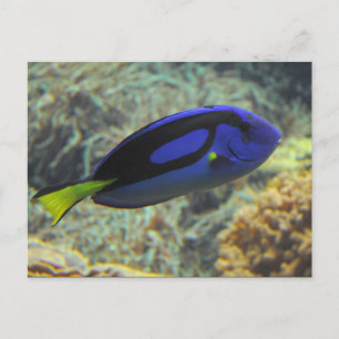 Paracanthurus hepatus postkarte