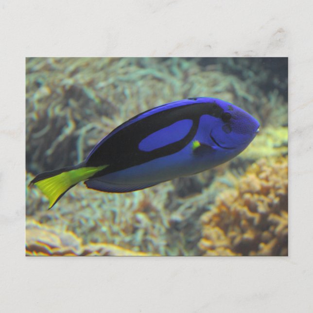 Paracanthurus hepatus postkarte (Vorderseite)