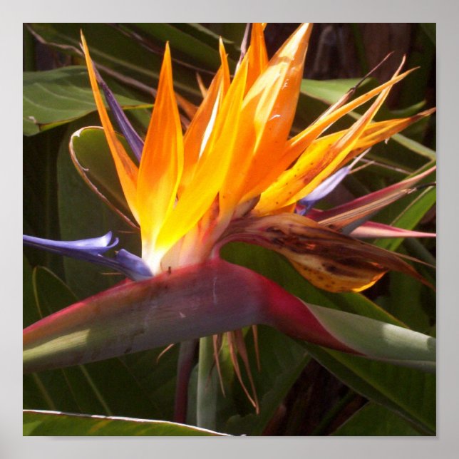 Paradies 1 poster (Vorne)