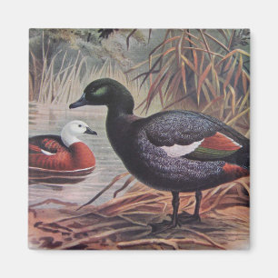 Paradies-Stelzeente Vintage Magnet