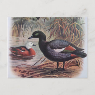 Paradies-Stelzeente Vintage Postkarte