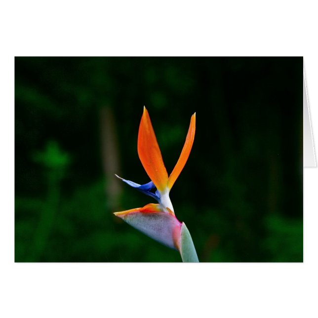 Paradies-Vogel, Maui (Vorderseite (Horizontal))