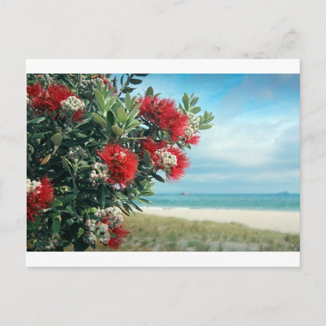 Paradiesstrand Rote Blume Neuseeland Sommer Postkarte (Vorderseite)
