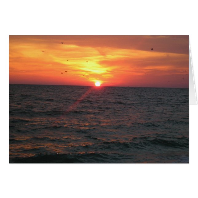 Paradiesvögel (Vorderseite (Horizontal))