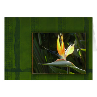 Paradiesvogel