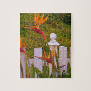 Paradiesvogel 2 puzzle
