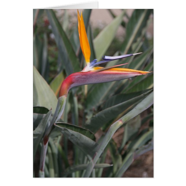 Paradiesvogel Blume (Vorne)