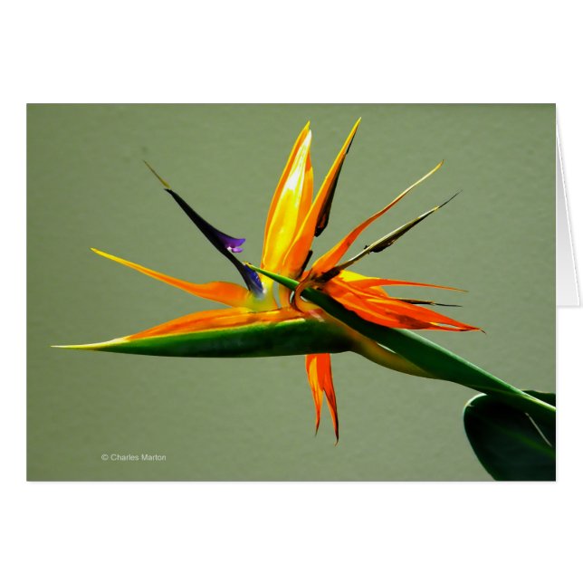 Paradiesvogel Blume (Vorderseite (Horizontal))