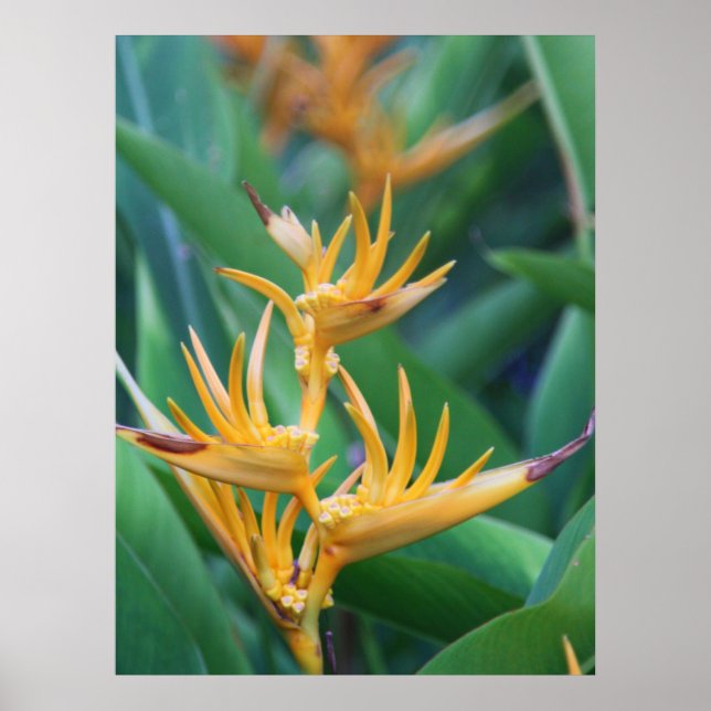 Paradiesvogel der Blume Poster (Vorne)