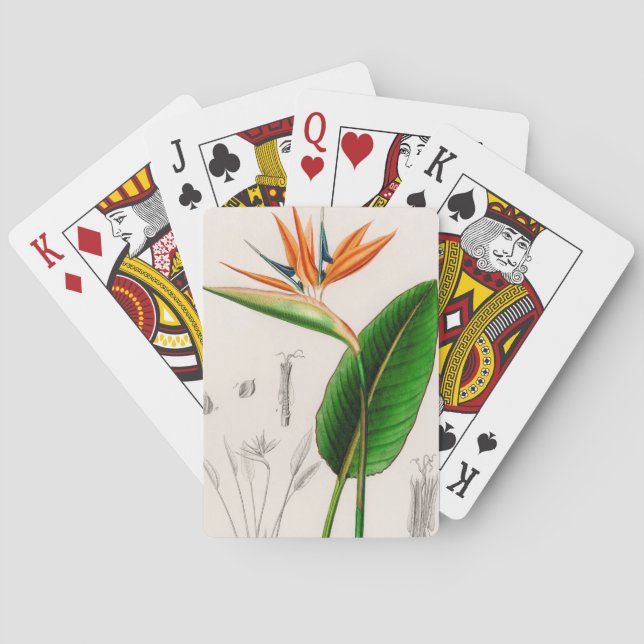 Paradiesvogel der Blume Vintagen illustrierten Spielkarten (Rückseite)