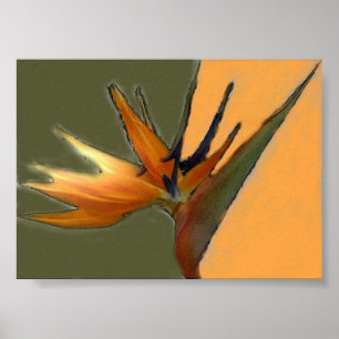 Paradiesvogel Druck Poster