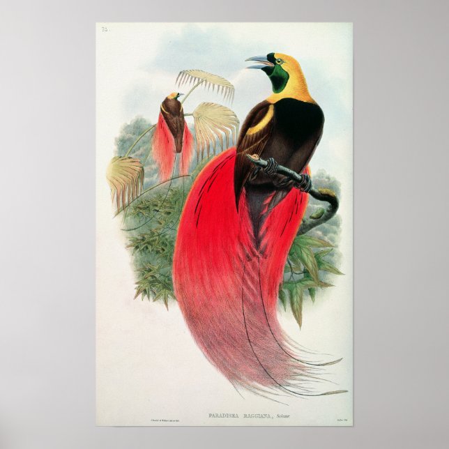 Paradiesvogel, eingraviert von T. Walter Poster (Vorne)