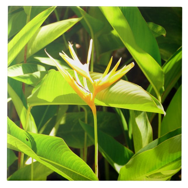 Paradiesvogel Fliese (Vorderseite)