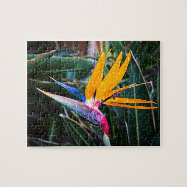 Paradiesvogel - FOTO Puzzle (Horizontal)