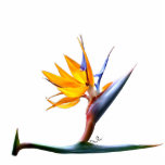 Paradiesvogel Foto-Skulptur Freistehende Fotoskulptur<br><div class="desc">Paradiesvogel Blumenbild. Bestehen Sie immer auf Bildern mit den "durch Remi" Insignien auf ihm. Addieren Sie BITTE Ihren eigenen Text.</div>