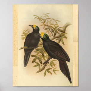 Paradiesvögel Gelb Kamm Vintage Druck Poster