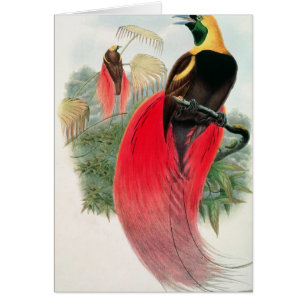 Paradiesvogel, graviert von T. Walter