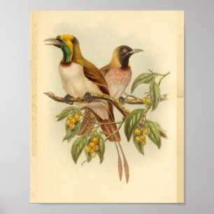 Paradiesvögel Grün Gelb Vintage-Druck Poster