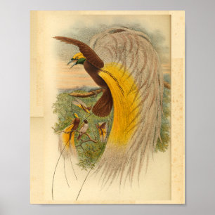Paradiesvögel Grün Gelb Vintage-Druck Poster