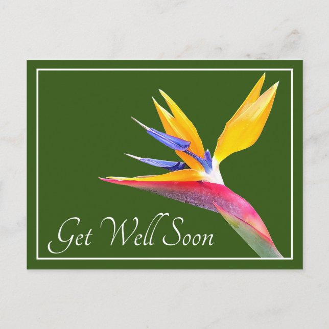 Paradiesvogel Grüner Hintergrund Gute Besserung Postkarte (Vorderseite)