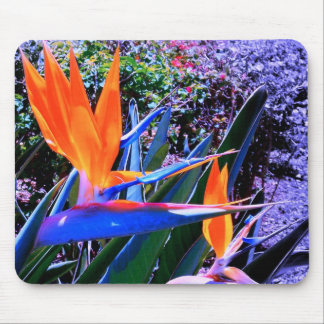 Paradiesvogel Hawaii Mousepad