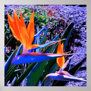 Paradiesvogel Hawaii Poster