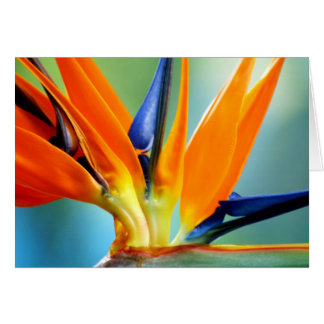 Paradiesvogel II-up nah