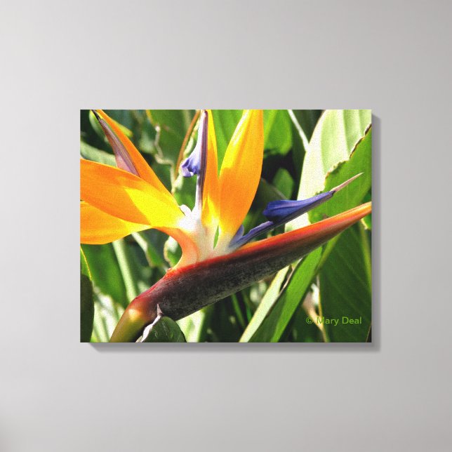 Paradiesvogel Leinwanddruck (Vorderseite)