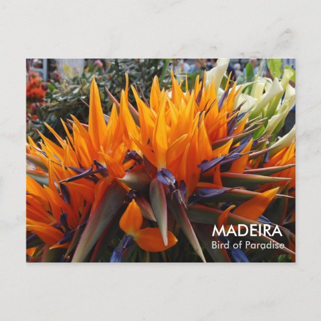 Paradiesvogel, MADEIRA Postkarte (Vorderseite)