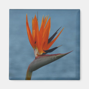 Paradiesvogel Magnet