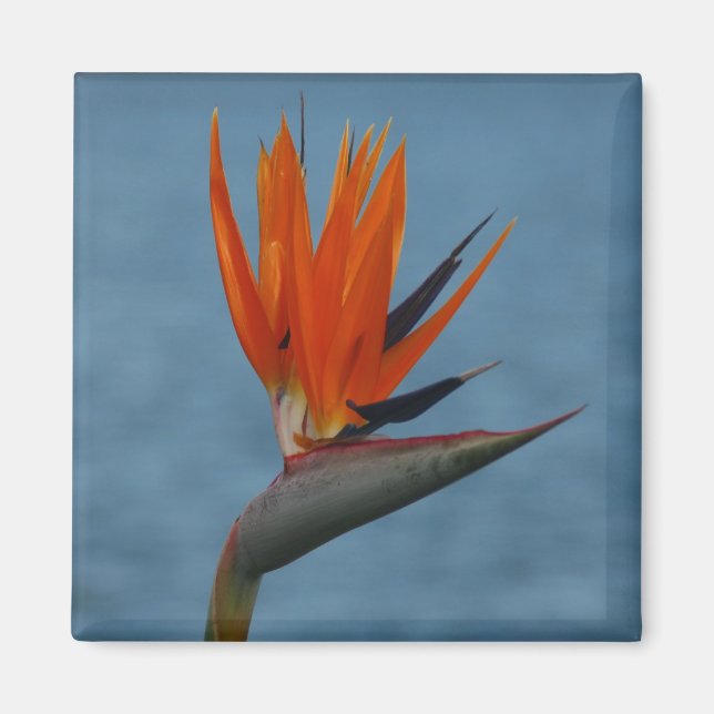 Paradiesvogel Magnet (Vorne)