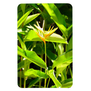 Paradiesvogel Magnet