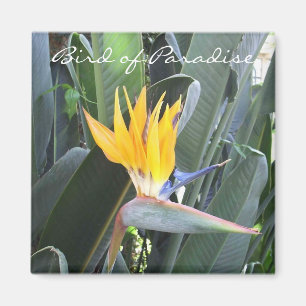 Paradiesvogel Magnet