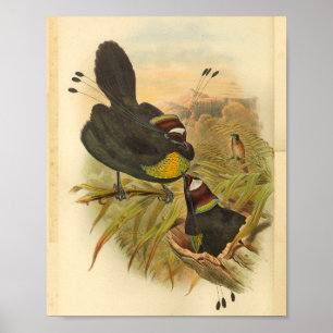 Paradiesvögel mit Federschopf Vintage-Druck Poster