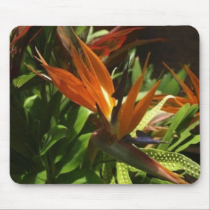 Paradiesvogel Mousepad
