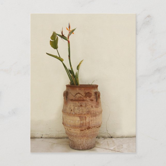 Paradiesvogel Pflanze Postkarte (Vorderseite)