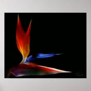 Paradiesvogel Poster