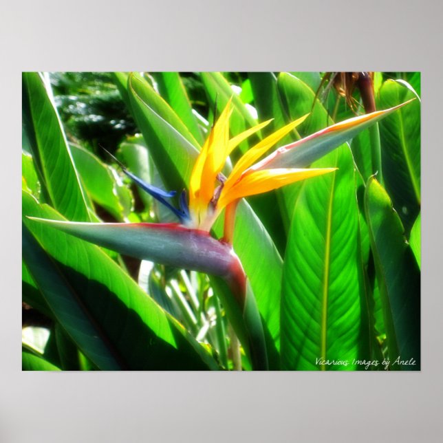 Paradiesvogel Poster (Vorne)