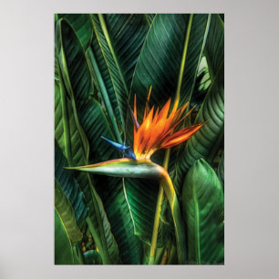 Paradiesvogel Poster