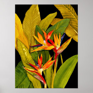 Paradiesvogel Poster