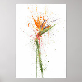 Paradiesvogel Poster