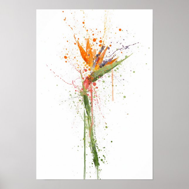 Paradiesvogel Poster (Vorne)