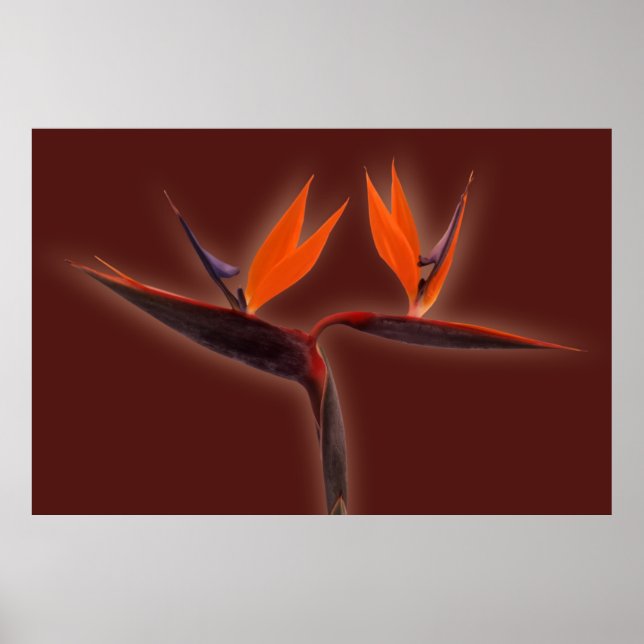 Paradiesvogel Poster (Vorne)