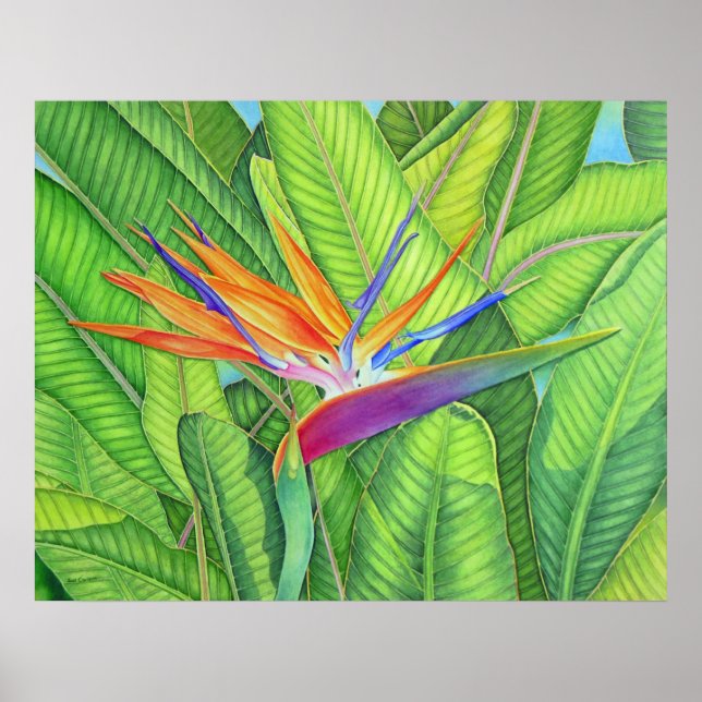 Paradiesvogel Poster (Vorne)