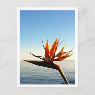Paradiesvogel Postkarte